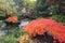 Maple trees in Japanese garden