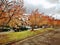 Maple trees @ Leura Town, Blue Mountains