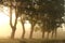 maple trees lit by the morning sun in foggy weather silhouette of a maple trees on a meadow at sunrise time in misty autumn