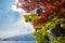 Maple trees overlooking lake Como, Italy under the