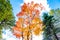 Maple trees in red and orange gold, pine tree in green leaves ,Maple leaves turn to red in autumn season with clear cloud and blue