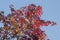 Maple trees on a sunny autumn day