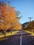 Maple trees on Wisemans Ferry Road, Australia