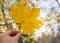 A maple yellow carved leaf on a blurred background in a hand