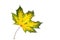 Maple, yellow-green maple leaf on a white background, blank for further creativity