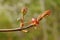 Maple young leaves