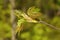 Maple young leaves and flower.