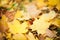 Maples autumn golden fall background