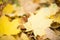 Maples autumn golden fall background