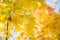 Maples autumn golden fall background