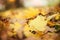 Maples autumn golden fall background