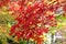 Maples in full autumn colour