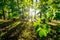 Maples with maple leaves and other green trees in tranquil verdant park with long shadows in summer evening and brigh