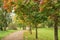 Mapple alley in town park in early autumn season