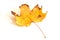 Mapple leaf