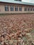 Mapple leaves background hazara university mansehra