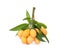 Maprang fruit , marian plum, or plum mango isolated on white background