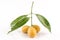 Maprang thai name, Marian Plum, Plum Mango (Bouea macrophylla Griffith).