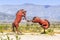 Mar 18, 2019 Borrego Springs / CA / USA - Metal sculptures of fighting extinct horses, close to Anza-Borrego Desert State Park,