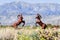 Mar 18, 2019 Borrego Springs / CA / USA - metal sculptures of fighting male bighorn sheep, close to Anza-Borrego Desert State Park