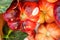 Mar Azul tomato market stall