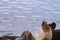 Mar del Plata Argentina sea lion on the pier