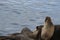 Mar del Plata Argentina sea lion on the pier