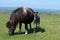 Mar and foal grazing in green field