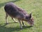 Mara, big Patagonian hare