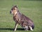 Mara, big Patagonian hare