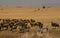 Mara migration