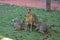 Mara Patagonian hare with cubs in a zoo of Buenos Aires