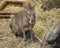 Mara, or Patagonian hare. Patagonian Mara