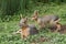 Mara Patagonian Hares.