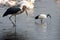 Marabou and black-headed ibis at lake Nakuru