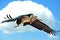 Marabou flying blue sky