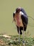 Marabou Stork