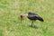 Marabou stork