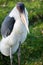 Marabou stork