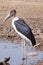 Marabou Stork