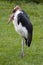 Marabou Stork