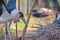 Marabou Stork