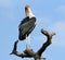 Marabou Stork