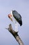 Marabou Stork