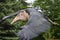 Marabou stork