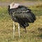 Marabou stork