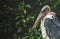 Marabou Stork