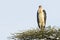 Marabou Stork on Acacia