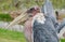 Marabou stork African bird face close up