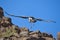 Marabou stork bird in birds of prey show at Palmitos Park in Maspalomas, Gran Canaria, Spain